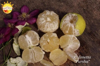 Limetta Pursha